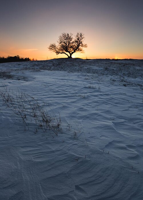 Lone Tree Greeting Card featuring the photograph Frozen Tree of Wisdom #1 by Aaron J Groen