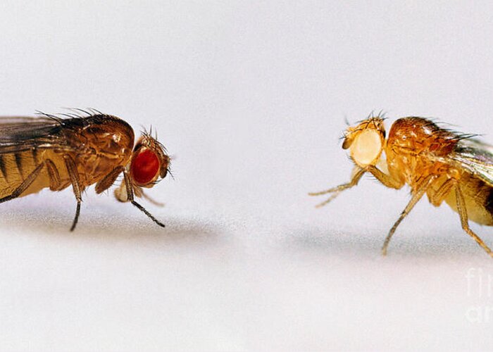 Fruit Fly Greeting Card featuring the photograph Fruit Flies, Red And White Eyes by Hermann Eisenbeiss
