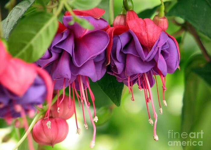Flower Greeting Card featuring the photograph Fuchsias by Chris Anderson