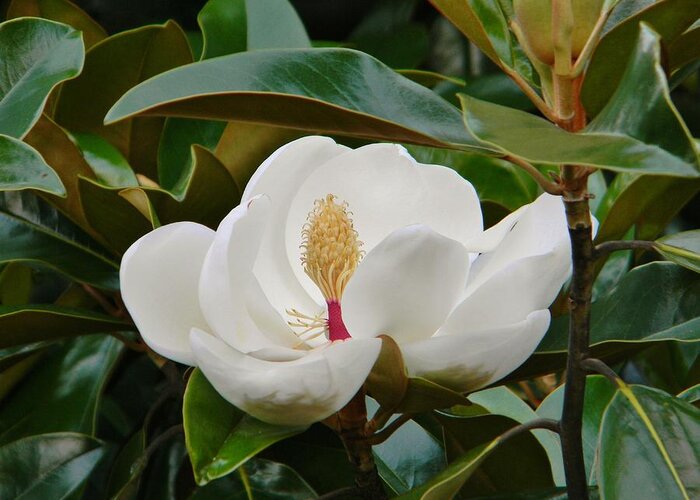 Magnolia Greeting Card featuring the photograph Full Bloom by Jean Goodwin Brooks