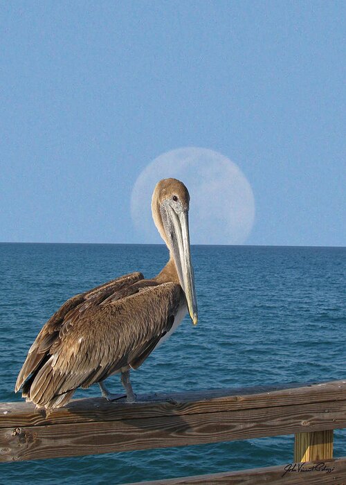 Palozzi Greeting Card featuring the digital art Full Moon Pelican by John Vincent Palozzi