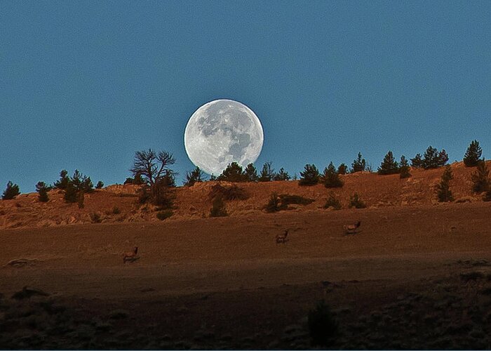 Tranquility Greeting Card featuring the photograph Full Moon Setting Behind Hill With Elk by Kim Tashjian