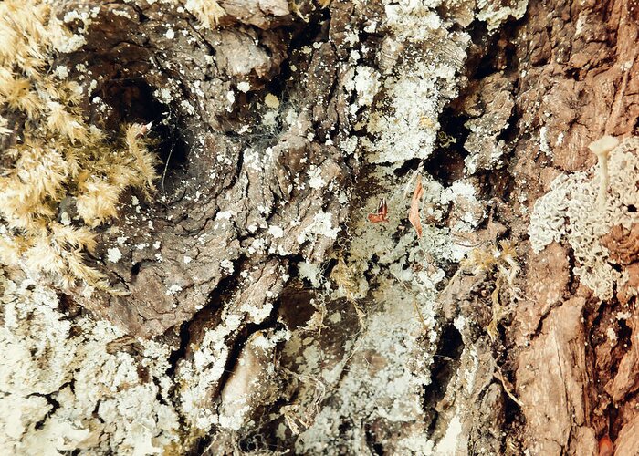 Tree Greeting Card featuring the photograph Fungus Bark Vintage by Laurie Tsemak