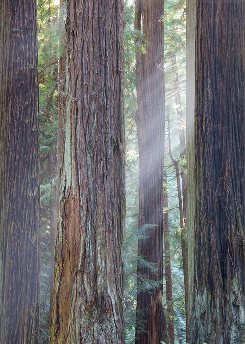 Redwood Greeting Card featuring the photograph Future Giants by Mark Alder