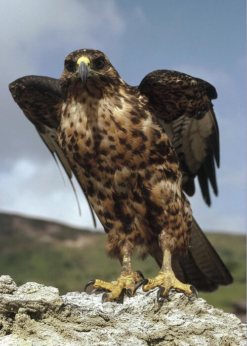 Feb0514 Greeting Card featuring the photograph Galapagos Hawk Perching On Rock by Tui De Roy