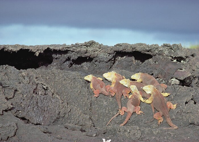 Feb0514 Greeting Card featuring the photograph Galapagos Land Iguanas Basking by Tui De Roy