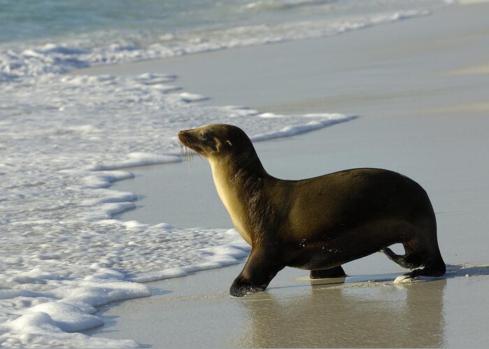 Feb0514 Greeting Card featuring the photograph Galapagos Sea Lion In Gardner Bay by Pete Oxford