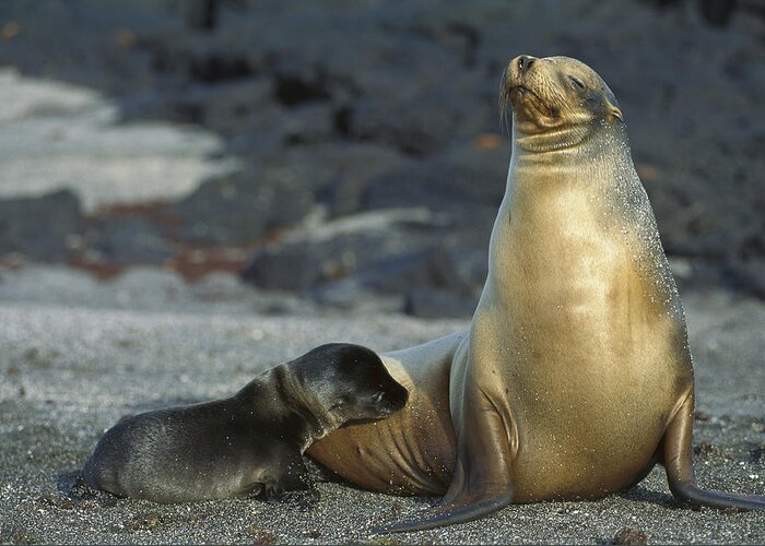 Feb0514 Greeting Card featuring the photograph Galapagos Sea Lion Nursing Newborn by Tui De Roy