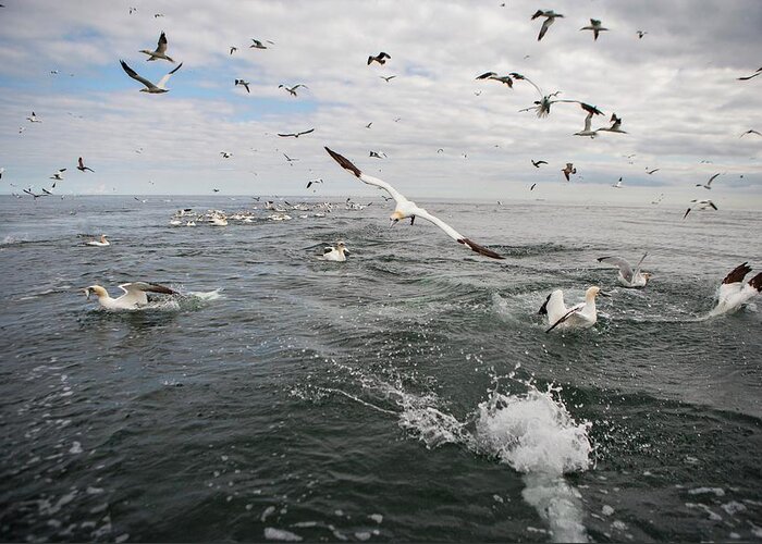 Animal Greeting Card featuring the photograph Gannets And Gulls Fishing by Lewis Houghton/science Photo Library