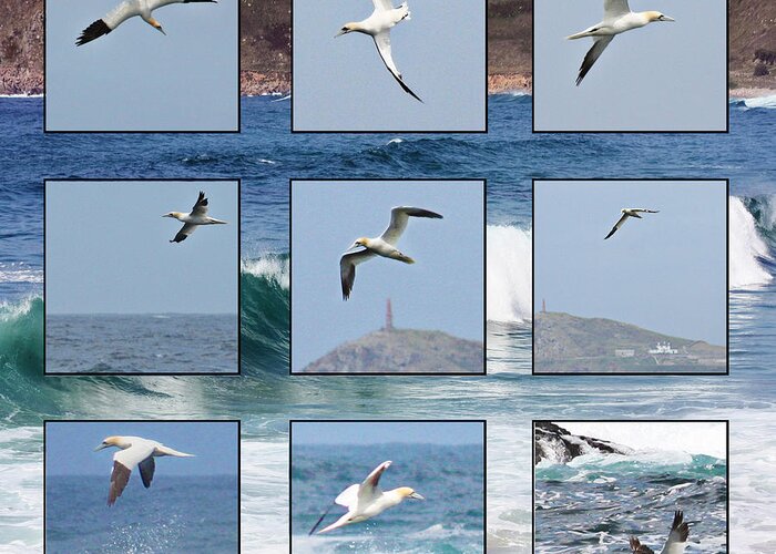 Gannet Greeting Card featuring the photograph Gannets Galore by Terri Waters