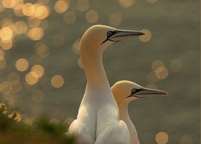 Gannets Greeting Card featuring the photograph Gannets In Sunset by Karen Kolbeck