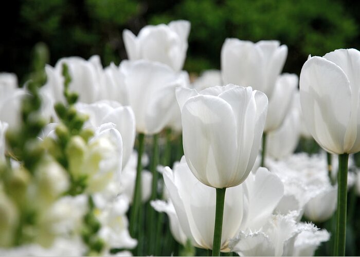 Tulip Greeting Card featuring the photograph Garden Beauty by Jennifer Ancker
