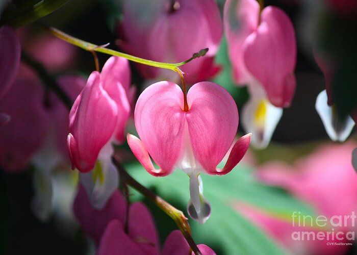 Bleeding Hearts Greeting Card featuring the photograph Garden of Hearts by Veronica Batterson