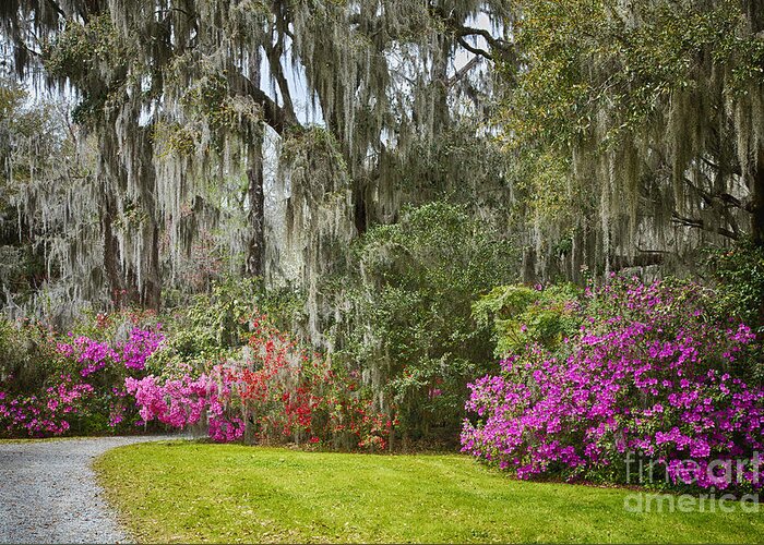 Azalea Greeting Card featuring the photograph Garden Path Magnolia Plantation by Carrie Cranwill