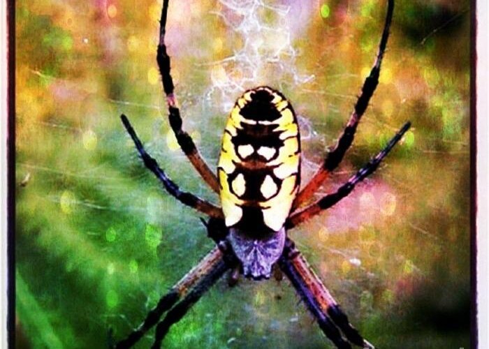 Spider Greeting Card featuring the photograph Garden Spider by Christy Bruna