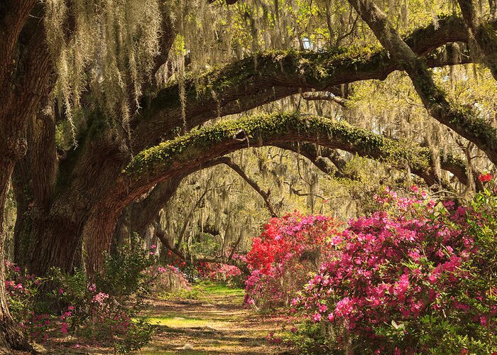 Magnolia Plantation And Gardens Greeting Card featuring the photograph Garden View by Patricia Schaefer