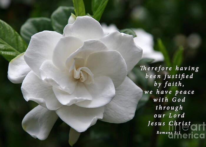 Gardenia Greeting Card featuring the photograph Gardenia Bloom and Scripture by Jill Lang
