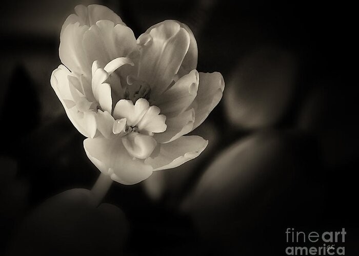 Natural Greeting Card featuring the photograph Gardenia by Gerlinde Keating