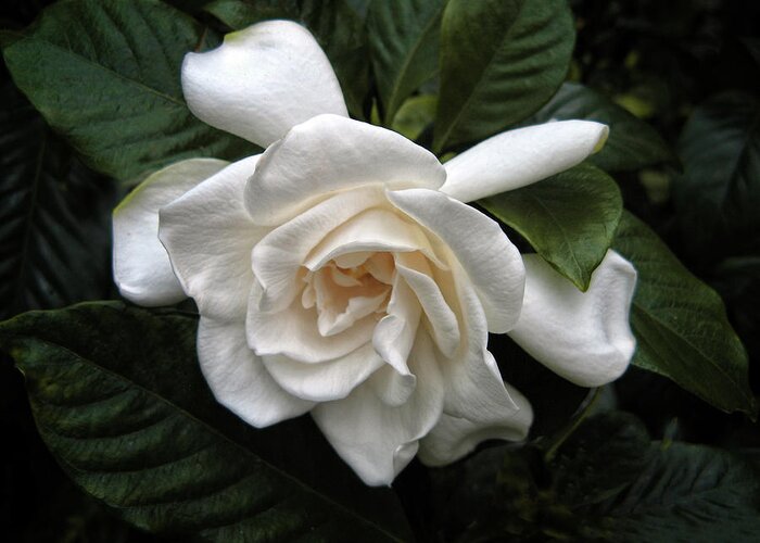  Gardenia Greeting Card featuring the photograph Gardenia by Jessica Jenney