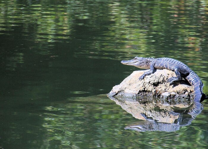 Animal Greeting Card featuring the photograph Gator on a Rock by Rosalie Scanlon
