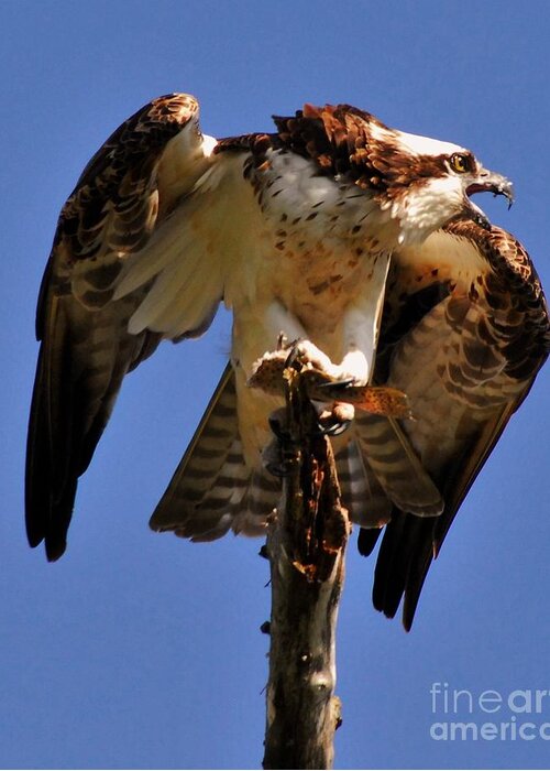 This Osprey Caught A Fellow Osprey Coming In From Above To Steal His Catch At Pineland Marina Greeting Card featuring the photograph Guarded by Quinn Sedam