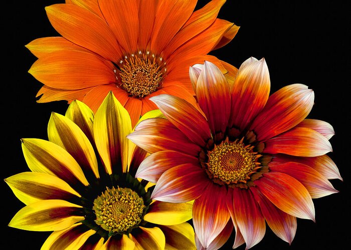 Flowers Greeting Card featuring the photograph Gazania Variety by Shirley Mangini
