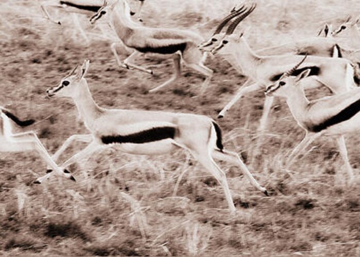 Africa Greeting Card featuring the photograph Gazelles Running by Chris Scroggins