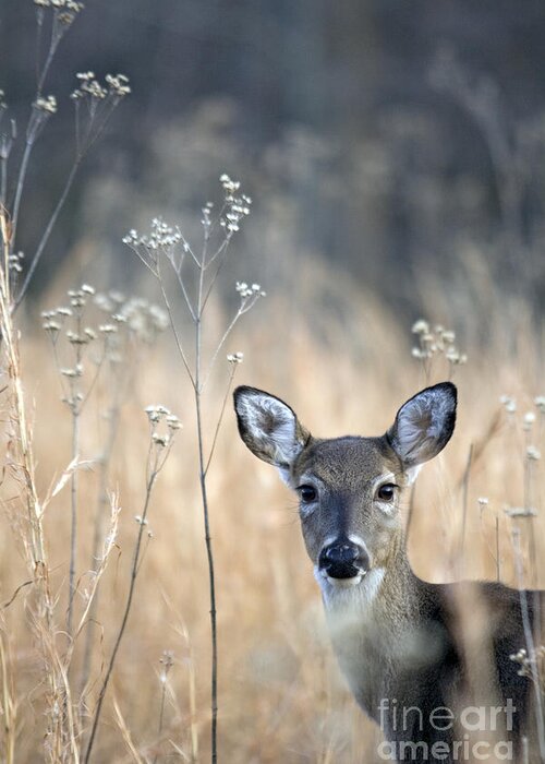 White Tail Deer Greeting Card featuring the photograph Gazing Doe by John Harmon