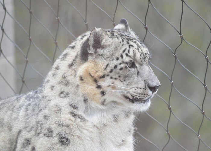 Snow Leopard Greeting Card featuring the photograph Gazing by Michelle Hoffmann