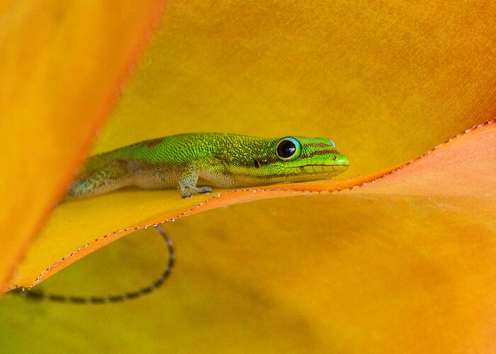 Hamukua Coast Greeting Card featuring the photograph Gecko in the Leaves by Georgette Grossman