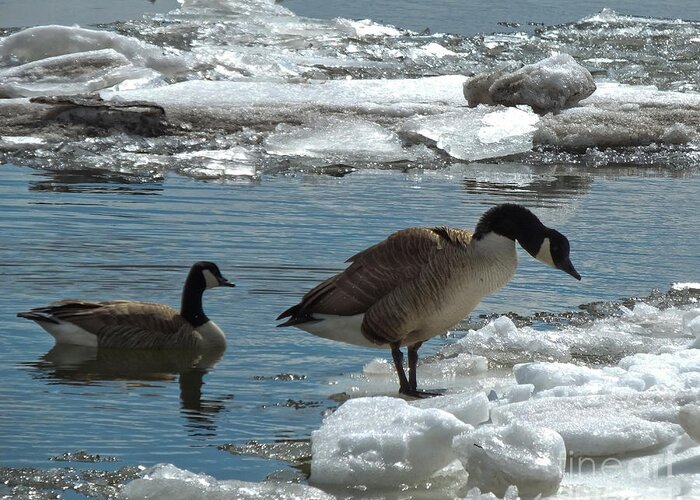Animals Greeting Card featuring the photograph Geese and Cold Feet by Kristen Fox