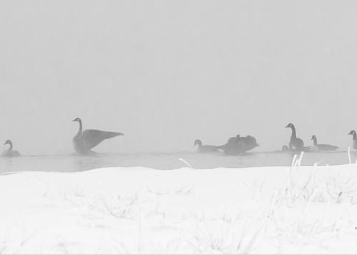 Geese Greeting Card featuring the photograph Geese by Steven Ralser