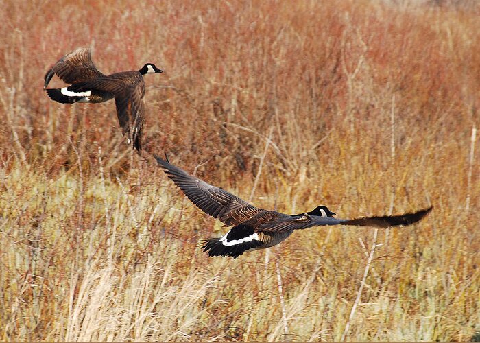 Geese Greeting Card featuring the photograph Geese - Taking Off in Flight by Janice Adomeit
