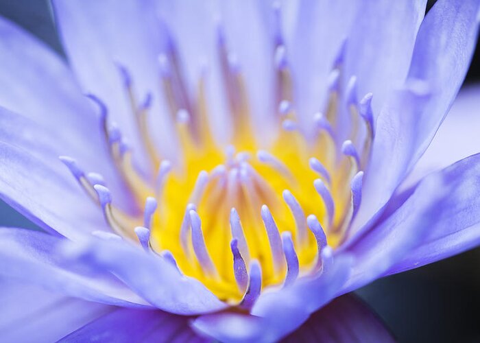 Blue Waterlily Greeting Card featuring the photograph Gentle Blue by Priya Ghose