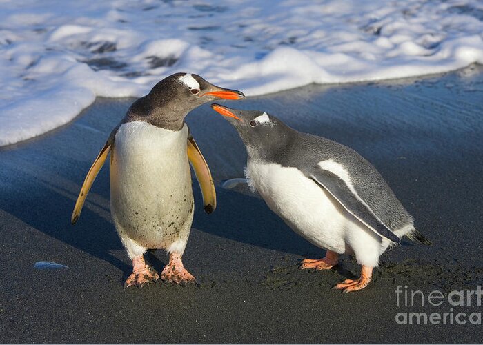 00345356 Greeting Card featuring the photograph Gentoo Penguin Chick Begging For Food by Yva Momatiuk and John Eastcott
