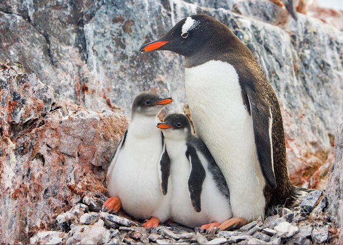 00345581 Greeting Card featuring the photograph Gentoo Penguin Family on Booth Isl by Yva Momatiuk and John Eastcott