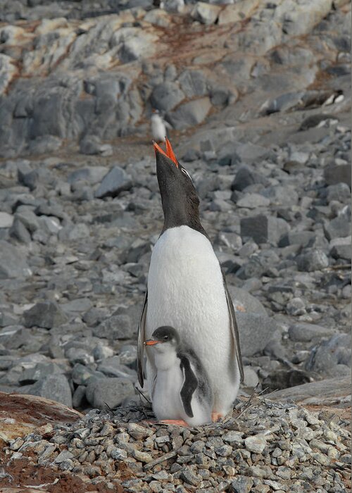 Penguin Greeting Card featuring the photograph Gentoo Penguin Hen and Chick by Alan Toepfer