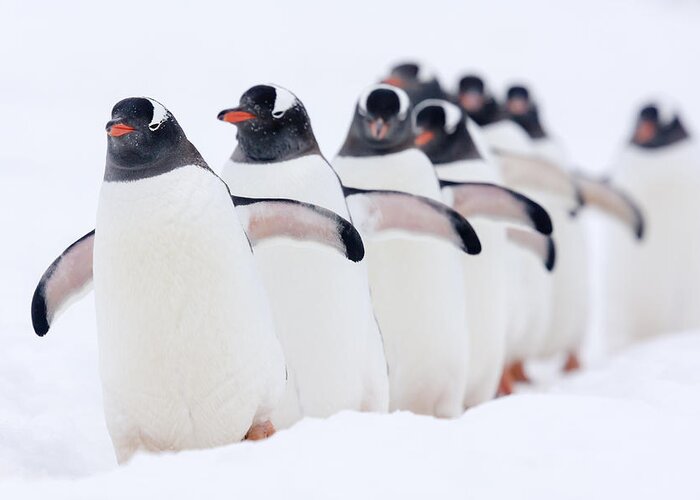 Nis Greeting Card featuring the photograph Gentoo Penguins In Line Cuverville by Alex Huizinga