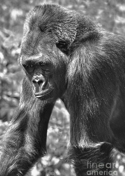 Silverback Greeting Card featuring the photograph George of the Jungle by Adam Olsen