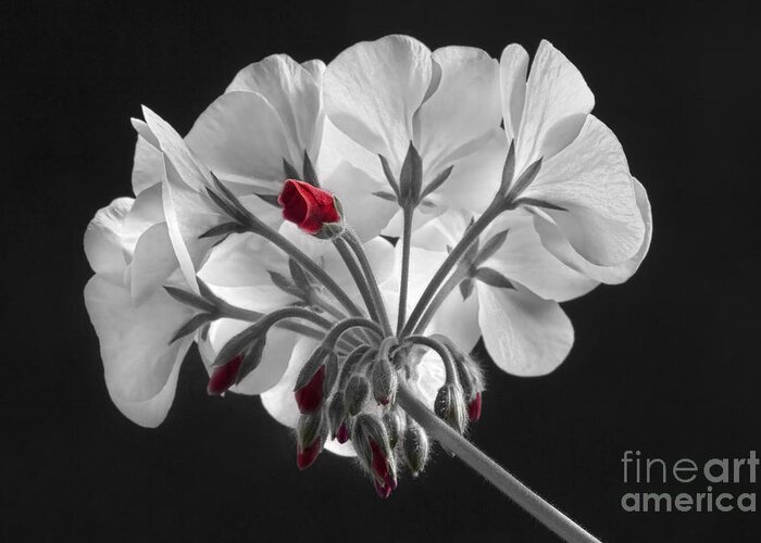 'red Geranium' Greeting Card featuring the photograph Geranium Flower In Progress by James BO Insogna