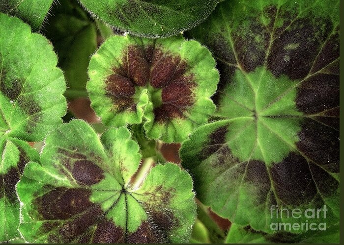 Leaves Greeting Card featuring the photograph Geranium Leaves by Ellen Cotton