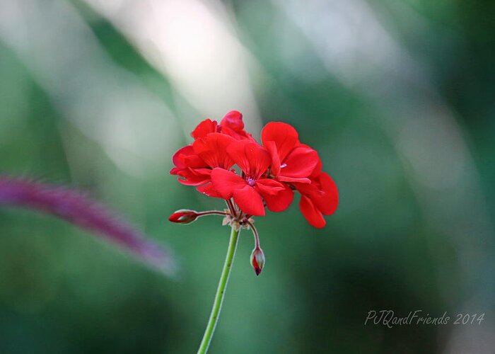 Geranium Greeting Card featuring the photograph Geranium by PJQandFriends Photography
