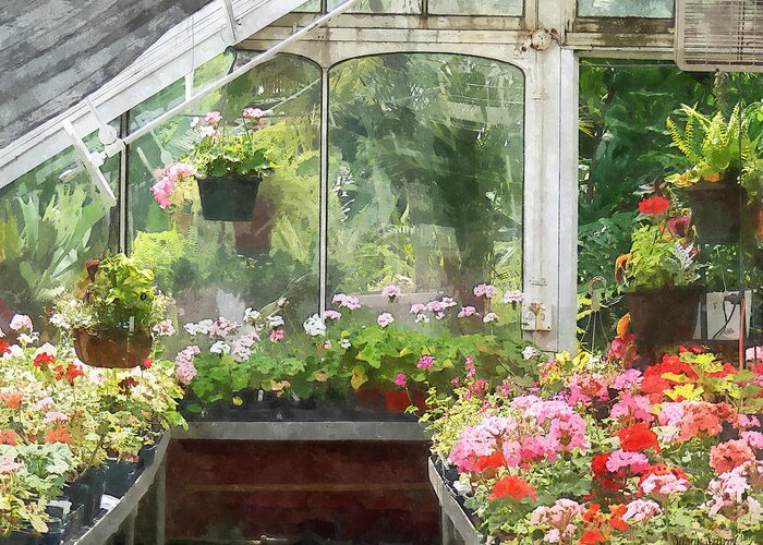 Greenhouse Greeting Card featuring the photograph Geraniums in Greenhouse by Susan Savad