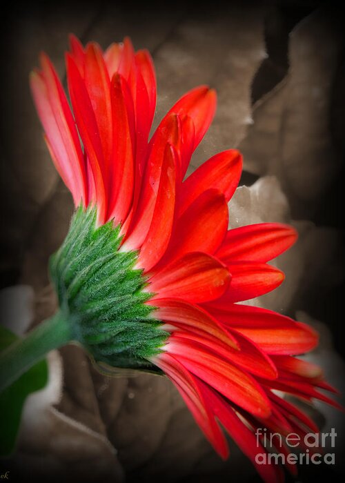 Flower Greeting Card featuring the photograph Gerber Daisy Bashful Red by Ella Kaye Dickey