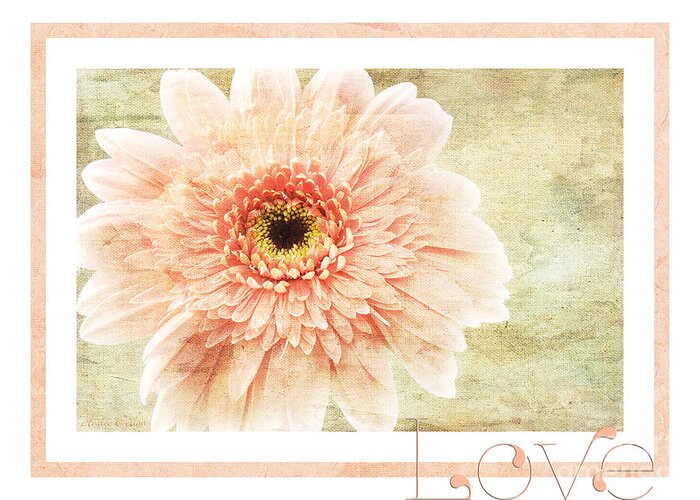 Gerber Greeting Card featuring the photograph Gerber Daisy Love 1 by Andee Design