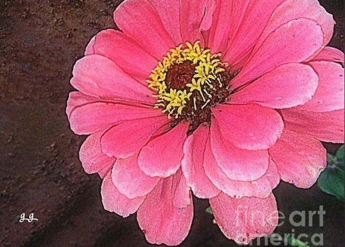 Floral Greeting Card featuring the photograph Gerber Pink by Geri Glavis