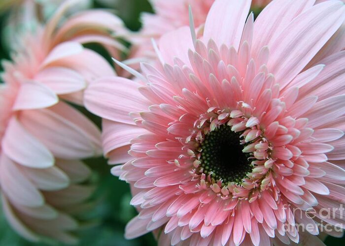 Floral Greeting Card featuring the photograph Gerbera Explosion by Mary Lou Chmura