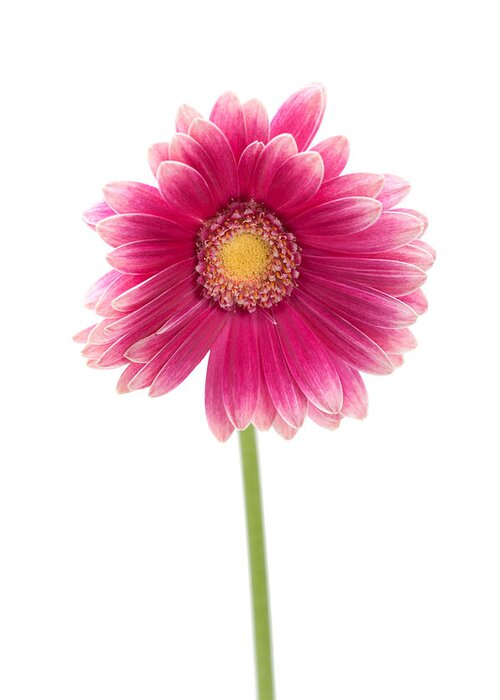Centered Greeting Card featuring the photograph Gerbera by Sebastian Musial