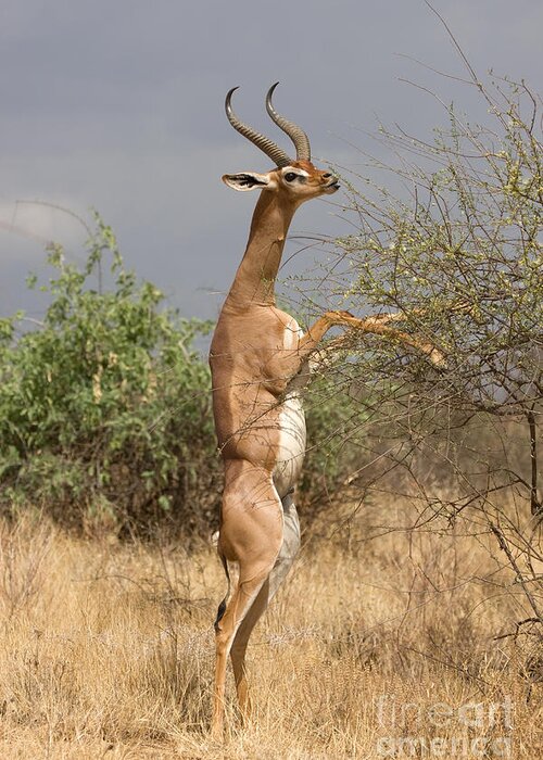 Antelope Greeting Card featuring the photograph Gerenuk Antelope by Chris Scroggins