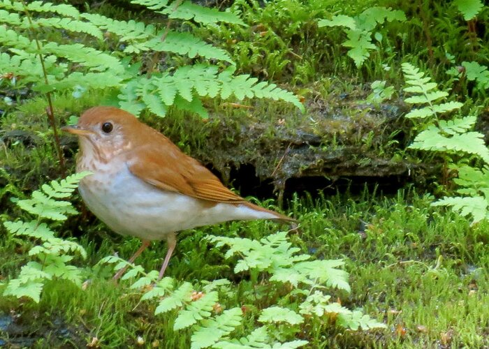 Hermit Thrush Greeting Card featuring the photograph Ghost Bird by Azthet Photography